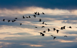 Canadian Geese In Flight